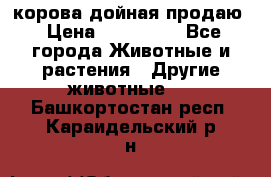 корова дойная продаю › Цена ­ 100 000 - Все города Животные и растения » Другие животные   . Башкортостан респ.,Караидельский р-н